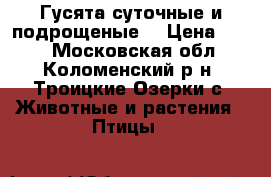Гусята суточные и подрощеные. › Цена ­ 300 - Московская обл., Коломенский р-н, Троицкие Озерки с. Животные и растения » Птицы   
